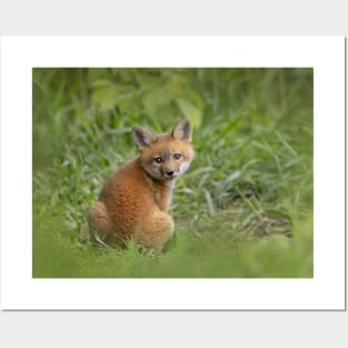 Red fox kit in the grass Posters and Art